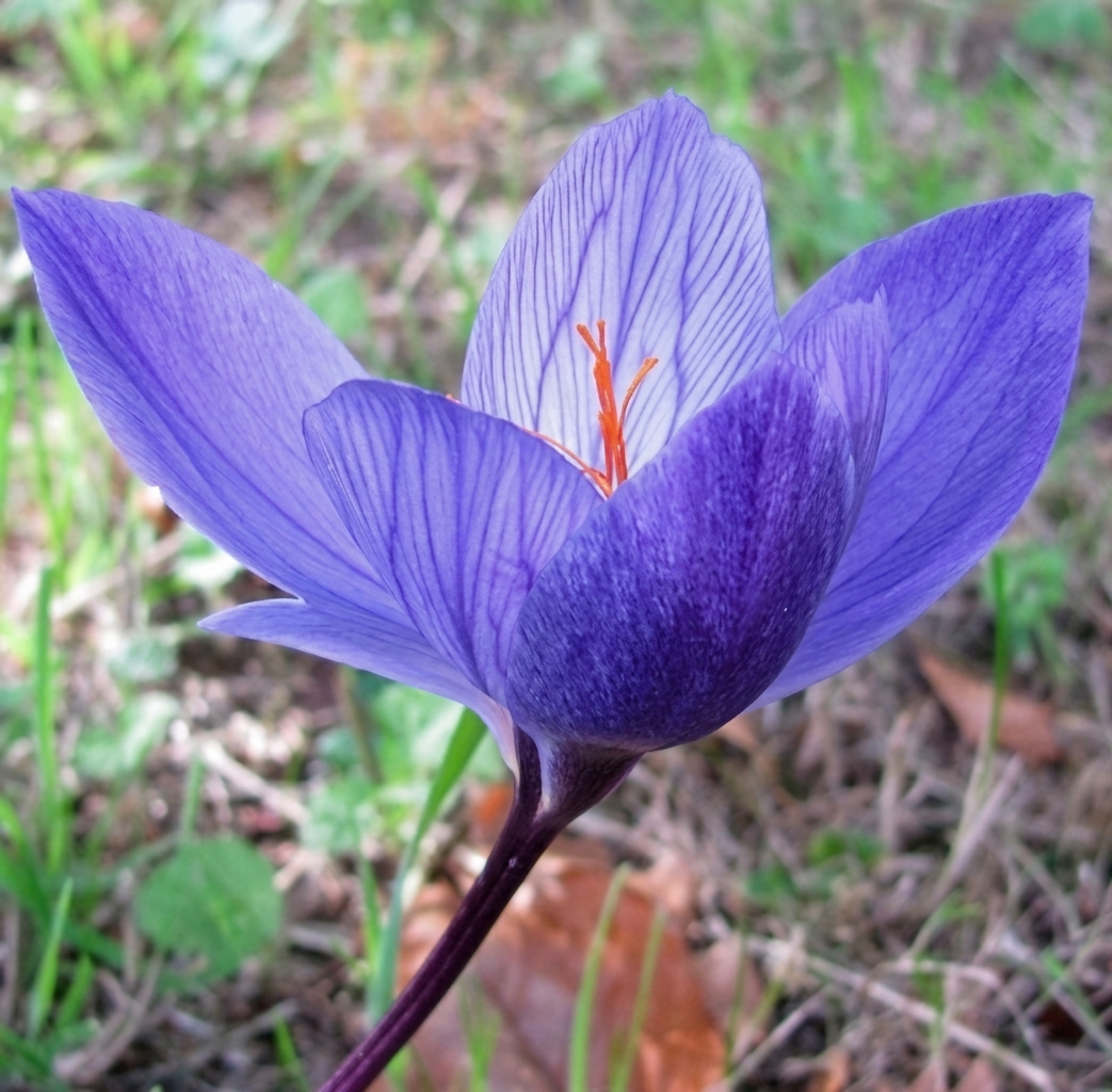 Crocus speciosus 'Oxonian' (AUT) 